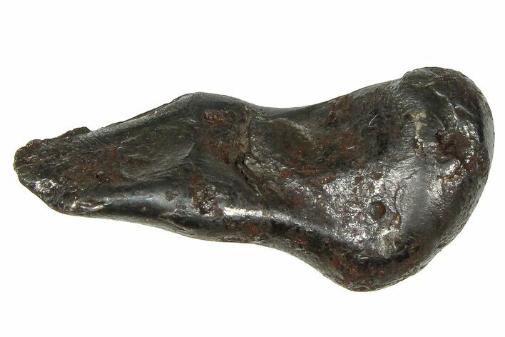 Fusion Crusted Sikhote-Alin Iron Meteorite ( g) - Russia #375322